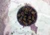 Polistes sp.